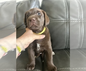 Medium Labrador Retriever