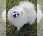 Small Photo #1 Pomeranian Puppy For Sale in LOGANVILLE, GA, USA