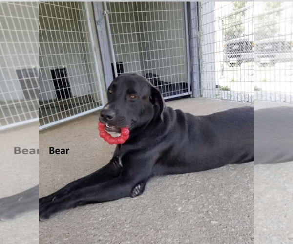 Medium Photo #4 Labrador Retriever-Unknown Mix Puppy For Sale in Duluth, MN, USA