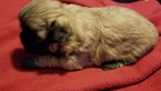 Small Photo #4 Zuchon Puppy For Sale in MERRIAM, KS, USA