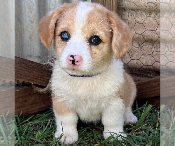 Medium Photo #1 Pembroke Welsh Corgi Puppy For Sale in SPRINGFIELD, TN, USA
