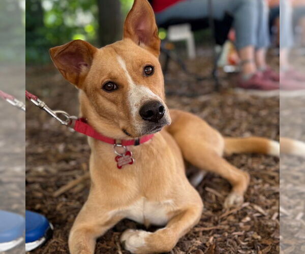 Medium Photo #6 Mutt Puppy For Sale in Canton, CT, USA