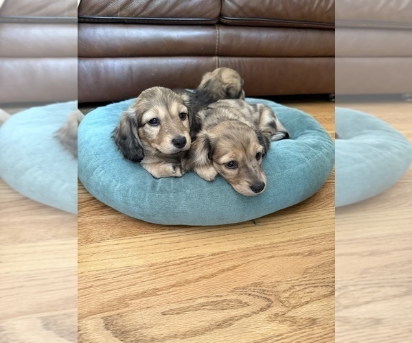 Medium Photo #6 Dachshund Puppy For Sale in LANEXA, VA, USA