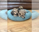 Small #5 Dachshund