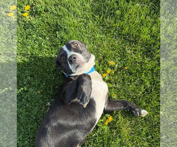 Medium Photo #6 Mutt Puppy For Sale in Sandy, UT, USA