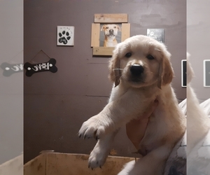 Golden Retriever Puppy for sale in MILTON, FL, USA