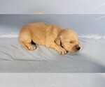 Small #2 Golden Retriever