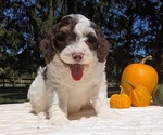 Small #3 Miniature Bernedoodle