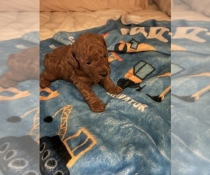 Poodle (Toy) Puppy for sale in DULUTH, GA, USA