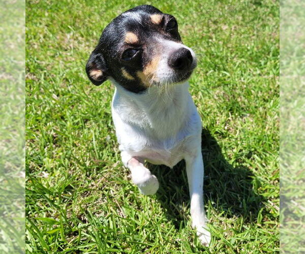 Medium Photo #5 Rat Terrier Puppy For Sale in Atlanta, GA, USA