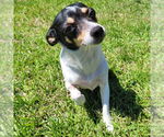 Small #4 Rat Terrier