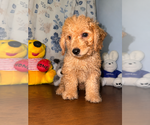 Small #22 Goldendoodle mix (+ Poodle Miniature)