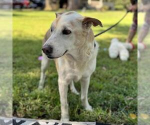 MARGE (& HOMER) - Female Labrador Retriever-Unknown Mix Dog for Adoption - Photo #2
