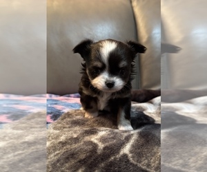 Chihuahua Puppy for sale in TWINING, MI, USA