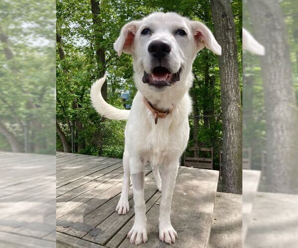 Medium Photo #3 Labrador Retriever-Unknown Mix Puppy For Sale in Elmsford, NY, USA