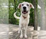 Small #2 Labrador Retriever Mix