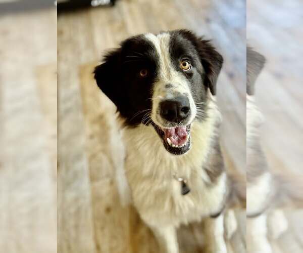Medium Photo #3 Border Collie Puppy For Sale in Paso Robles, CA, USA
