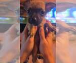 Small Photo #2 Chihuahua-Unknown Mix Puppy For Sale in Aurora, IN, USA