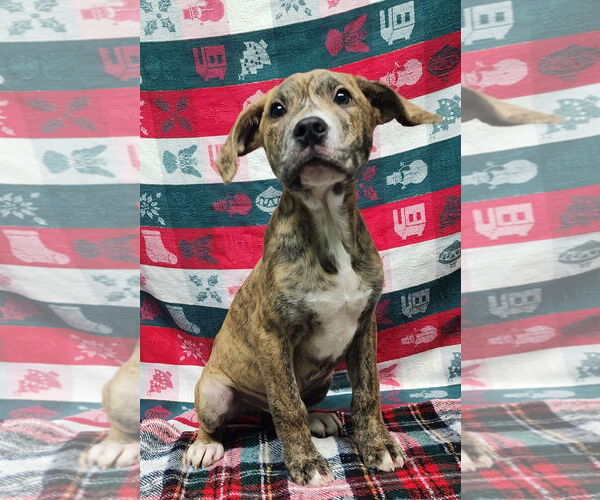 Medium Photo #4 Bulldog-Unknown Mix Puppy For Sale in Wetumpka, AL, USA