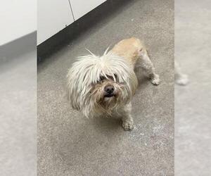 Maltipoo (Miniature) Dogs for adoption in HESPERIA, CA, USA