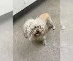 Small Maltipoo (Miniature)