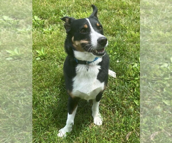 Medium Photo #1 Mutt Puppy For Sale in Osgood, IN, USA