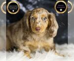 Puppy 16 Dachshund