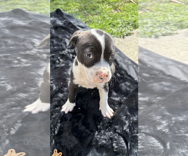 Medium Photo #8 American Pit Bull Terrier-Labrador Retriever Mix Puppy For Sale in Holly Springs, NC, USA