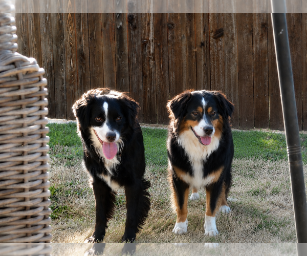 Medium Photo #1 Australian Shepherd Puppy For Sale in Dallas, TX, USA
