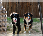 Small Australian Shepherd