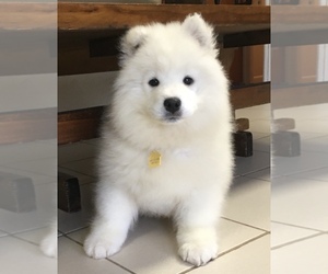 Samoyed Puppy for sale in BAXTER, TN, USA