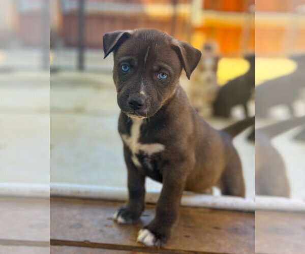 Medium Photo #2 Labrador Retriever-Unknown Mix Puppy For Sale in San Diego, CA, USA