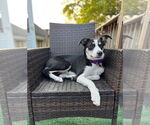 Small #21 Australian Shepherd Mix