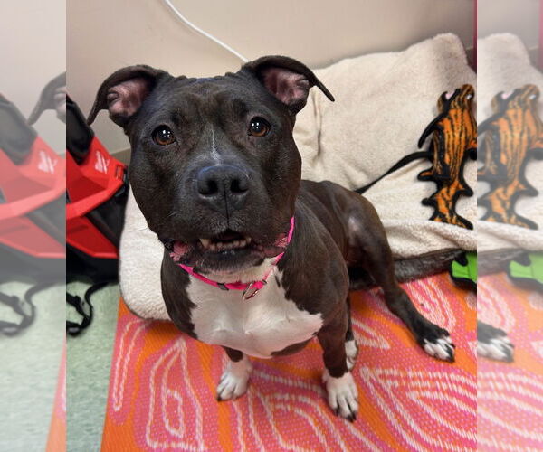 Medium Photo #3 American Pit Bull Terrier Puppy For Sale in Techny, IL, USA