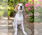 Small Poodle (Standard)