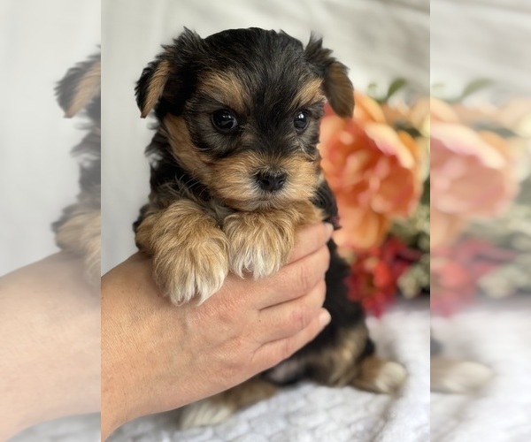 Medium Photo #3 Morkie Puppy For Sale in ROCK STREAM, NY, USA