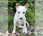 Small Mutt