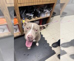 American Pit Bull Terrier Dogs for adoption in Stockton, CA, USA