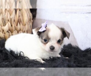 Chihuahua Puppy for sale in WEST PALM BEACH, FL, USA