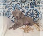 Puppy Zip Weimaraner