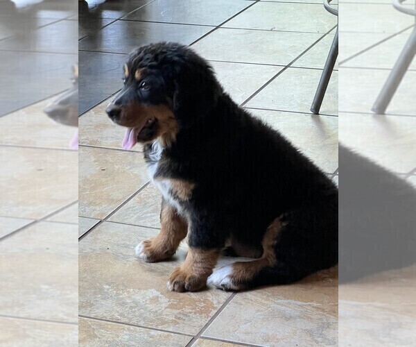 Medium Photo #6 Bernedoodle Puppy For Sale in MINEOLA, TX, USA
