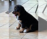 Small Photo #6 Bernedoodle Puppy For Sale in MINEOLA, TX, USA