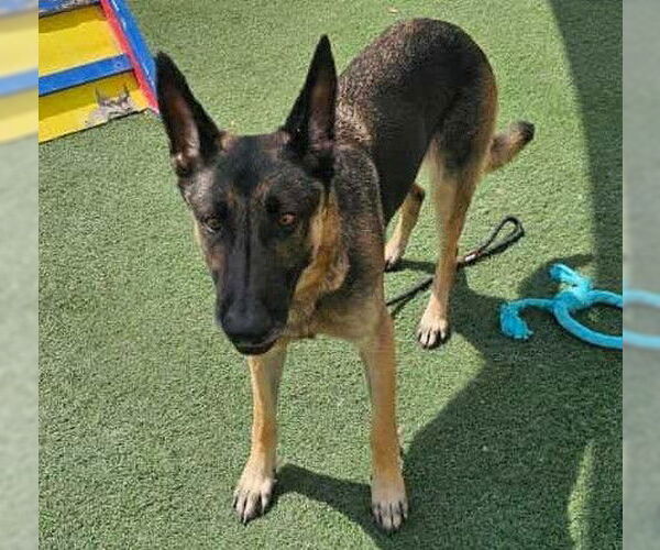 Medium Photo #10 German Shepherd Dog-Unknown Mix Puppy For Sale in McKinney, TX, USA