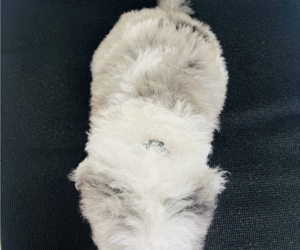 Medium Photo #21 Sheepadoodle Puppy For Sale in HUNTINGTON BEACH, CA, USA
