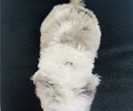 Small Photo #21 Sheepadoodle Puppy For Sale in HUNTINGTON BEACH, CA, USA