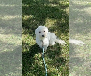 Coton de Tulear Puppy for sale in CANOGA, NY, USA