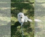 Small Photo #1 Coton de Tulear Puppy For Sale in CANOGA, NY, USA