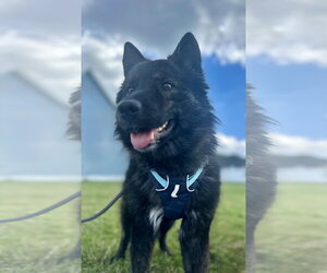 Kai Dog-Unknown Mix Dogs for adoption in Millsboro, DE, USA