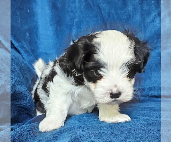 Medium Photo #4 Morkie Puppy For Sale in HOLLAND, MI, USA