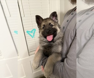 Medium German Shepherd Dog